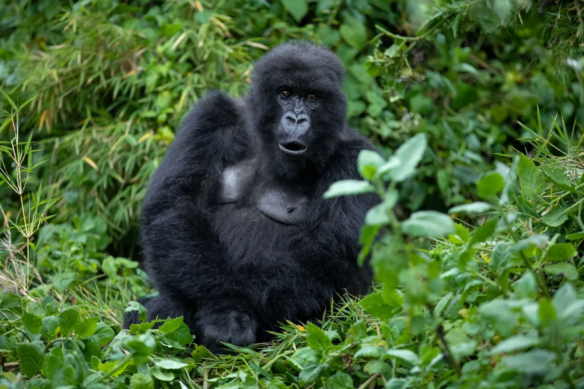 Rwanda Gorillas and Chimpanzee Trekking Tour Experiences
